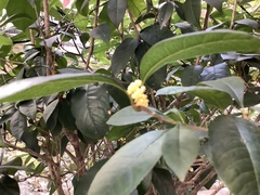 Impatiens walleriana