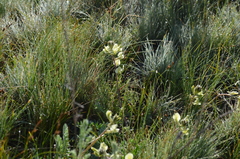 Oxytropis macrocarpa
