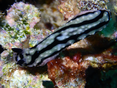 Phyllidiidae