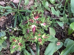 Impatiens walleriana
