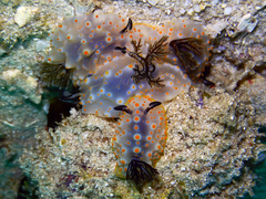 Halgerda nuarrensis