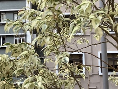 Impatiens walleriana