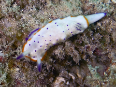 Mexichromis