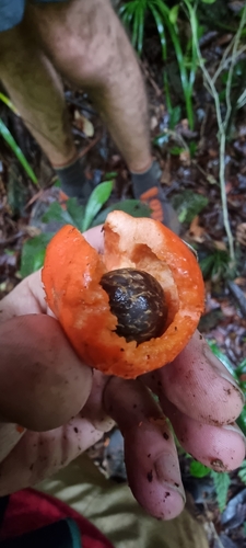 Baileyoxylon (Baileyoxylon lanceolatum)