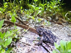 Ingerophrynus biporcatus