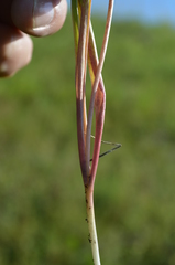 Tulipa tetraphylla