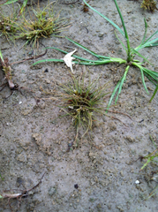 Fimbristylis vahlii