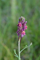 Linaria popovii