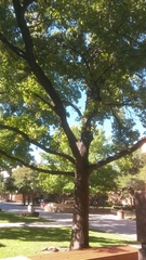 Liquidambar styraciflua