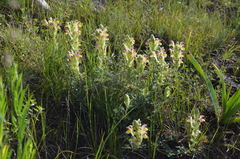Scutellaria przewalskii
