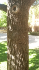 Liquidambar styraciflua