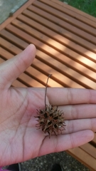 Liquidambar styraciflua