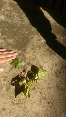 Liquidambar styraciflua