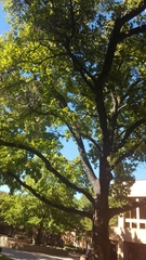 Liquidambar styraciflua