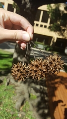 Liquidambar styraciflua