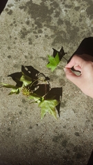 Liquidambar styraciflua