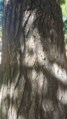 Liquidambar styraciflua