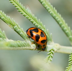 Peltoschema oceanicum