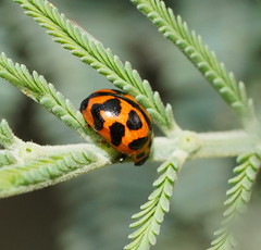 Peltoschema oceanicum