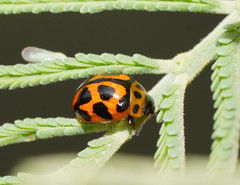 Peltoschema oceanicum