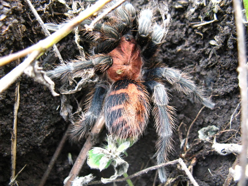 Guatemalan Tiger Rump Tarantula