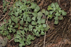 Aichryson pachycaulon