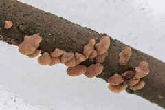 Scytinotus ringens