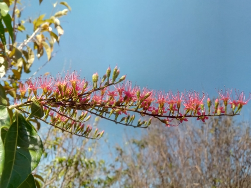 Combretum coccineum image