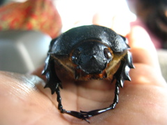 Megasoma elephas