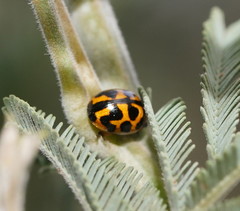 Peltoschema oceanicum