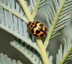 Peltoschema oceanicum