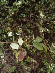 Combretum villosum image