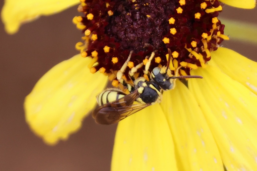 Suave Nomad Bee