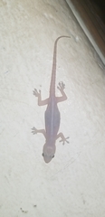Hemidactylus frenatus