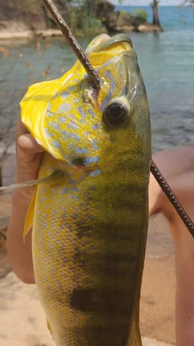 Boulengerochromis microlepis