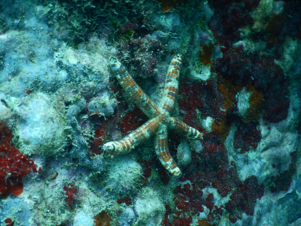 Copidaster lymani