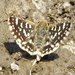 Asian Grizzled Skipper - Photo (c) Dr. Raju Kasambe, some rights reserved (CC BY-SA)