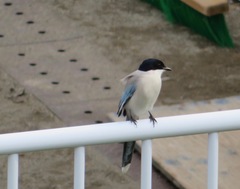 Cyanopica cyanus