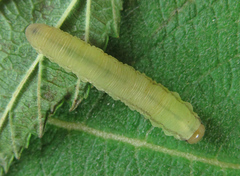 Pachyprotasis rapae