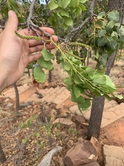 Erythrophleum chlorostachys