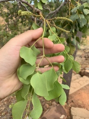 Erythrophleum chlorostachys