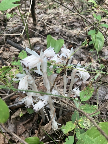 Ghost Pipe