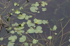 Nymphoides thunbergiana