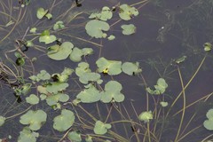 Nymphoides thunbergiana