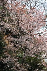 Prunus jamasakura
