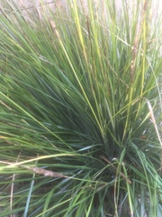 Carex virgata