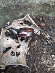 Xylotrupes gideon gideon