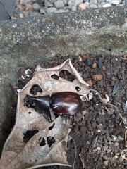 Xylotrupes gideon gideon