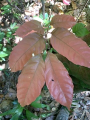 Synima cordierorum