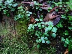 Australina pusilla pusilla